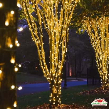 Crepe myrtle trees wrapped branch by branch in warm white mini lights
